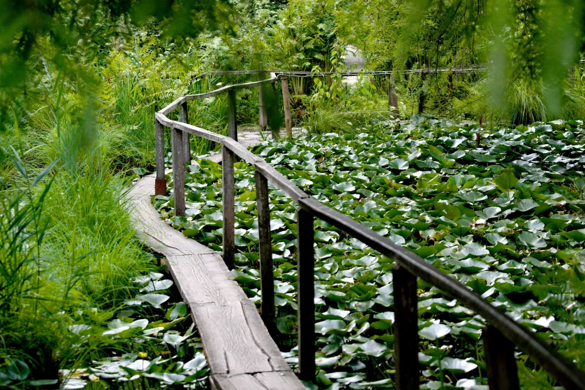 Stagno delle ninfee nell'orto botanico di Lucca