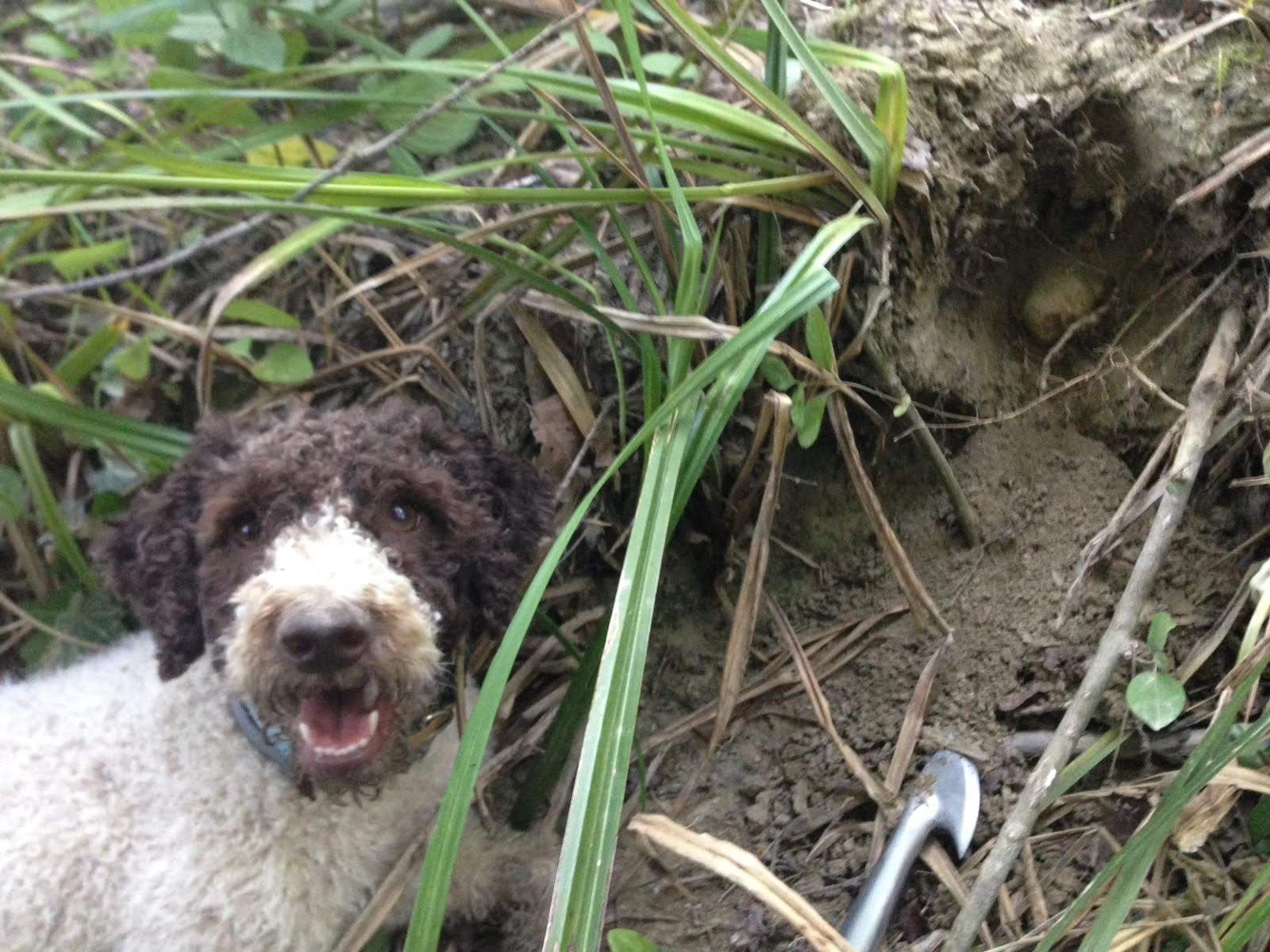 Truffle dog