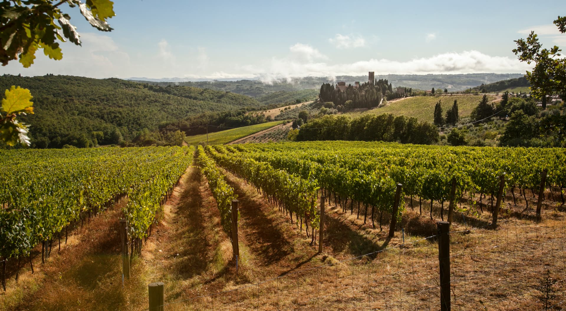 Panorama mit Weinbergen und Wäldern bei Badia a Passignano