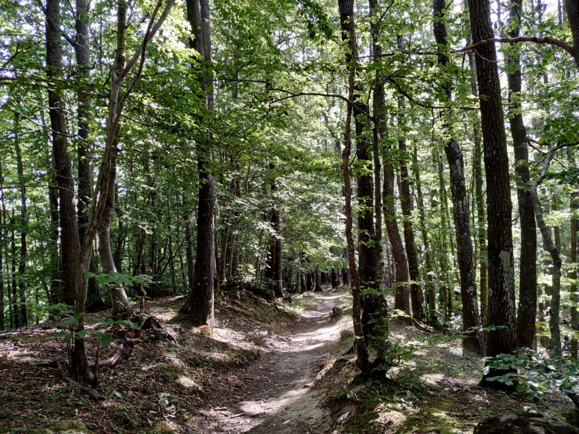 Hacia Acquacheta sendero entre los bosques