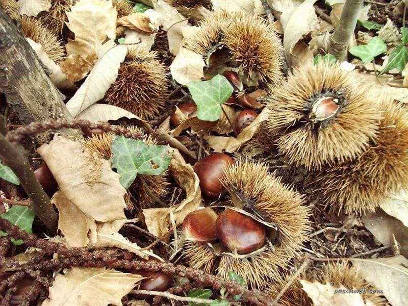 castagne