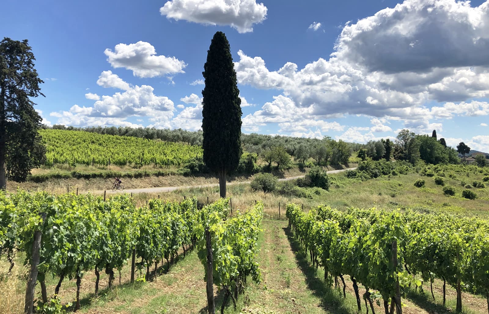 Vigneti nelle colline di Bagno a Ripoli