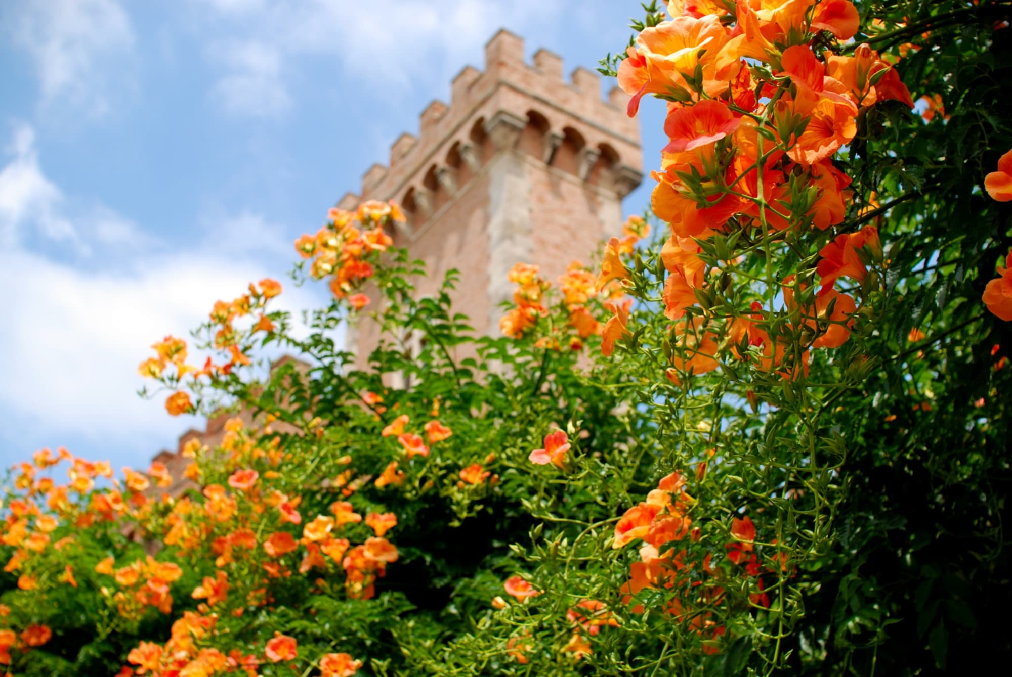 Primer plano de Fiori en Bolgheri, con una torre de castillo desenfocada en el fondo