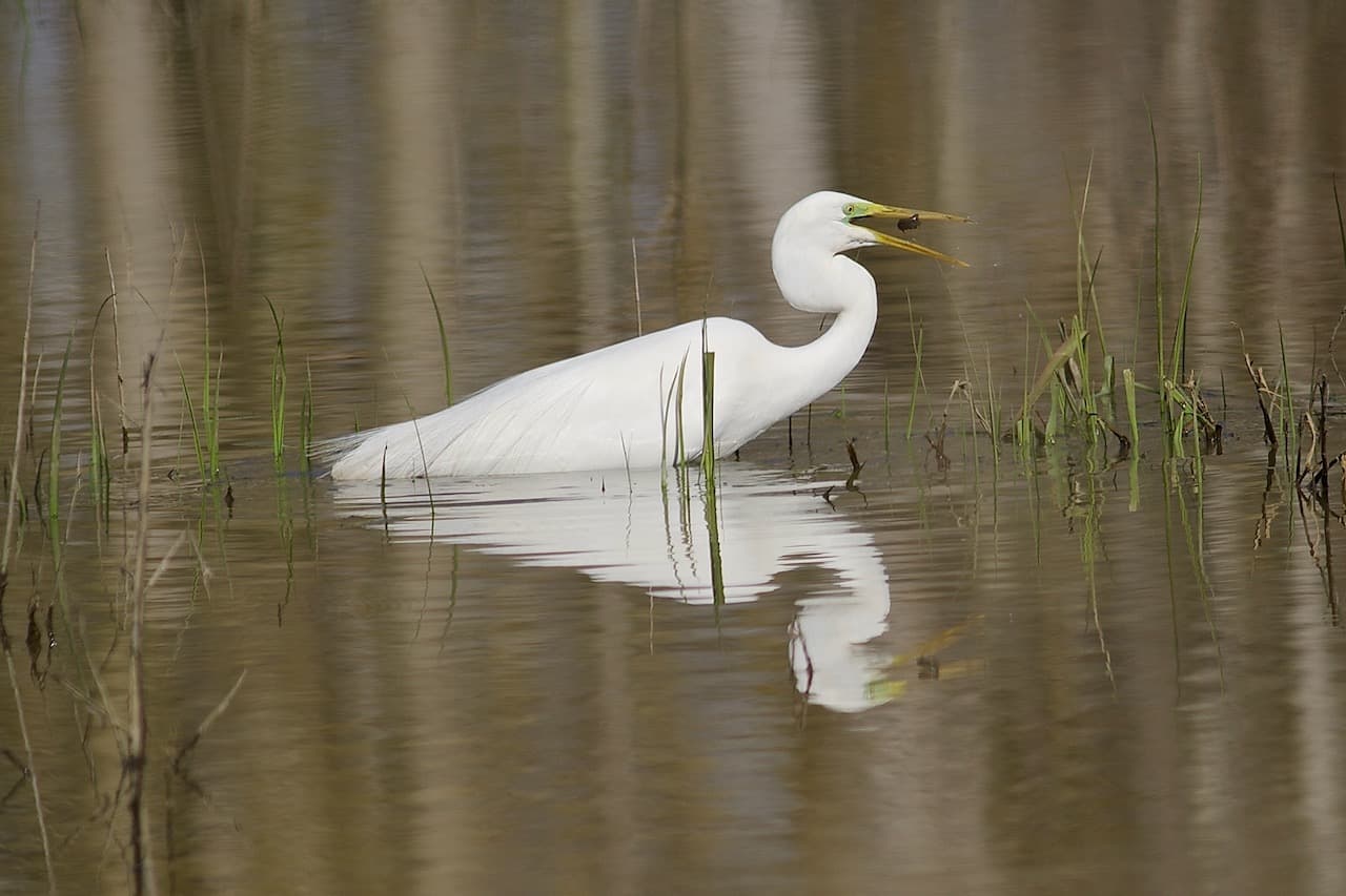 Airone bianco maggiore presso l’Itinerario Naturalistico Toscano