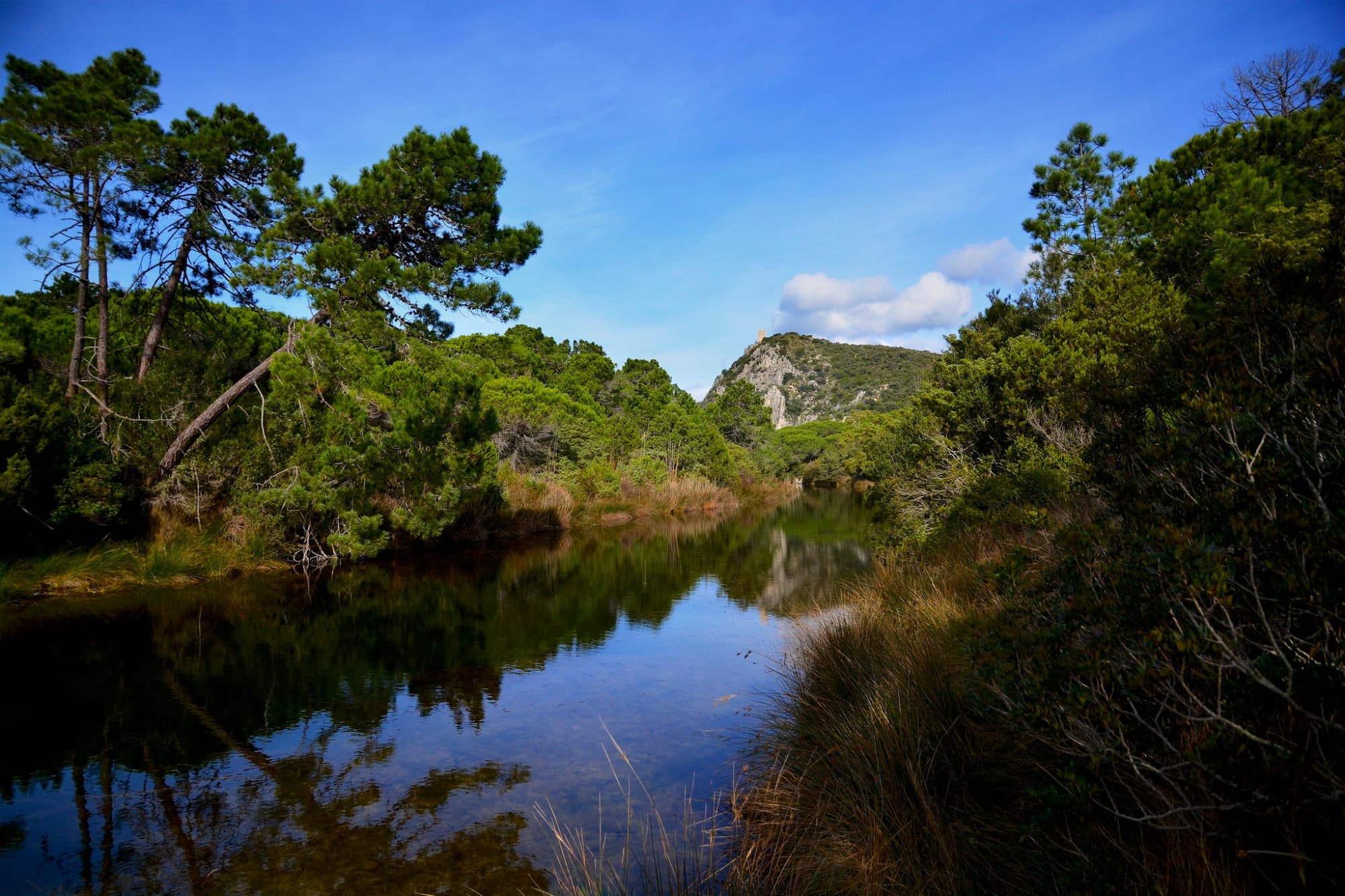 A glimpse of the Maremma Park with water and vegetation