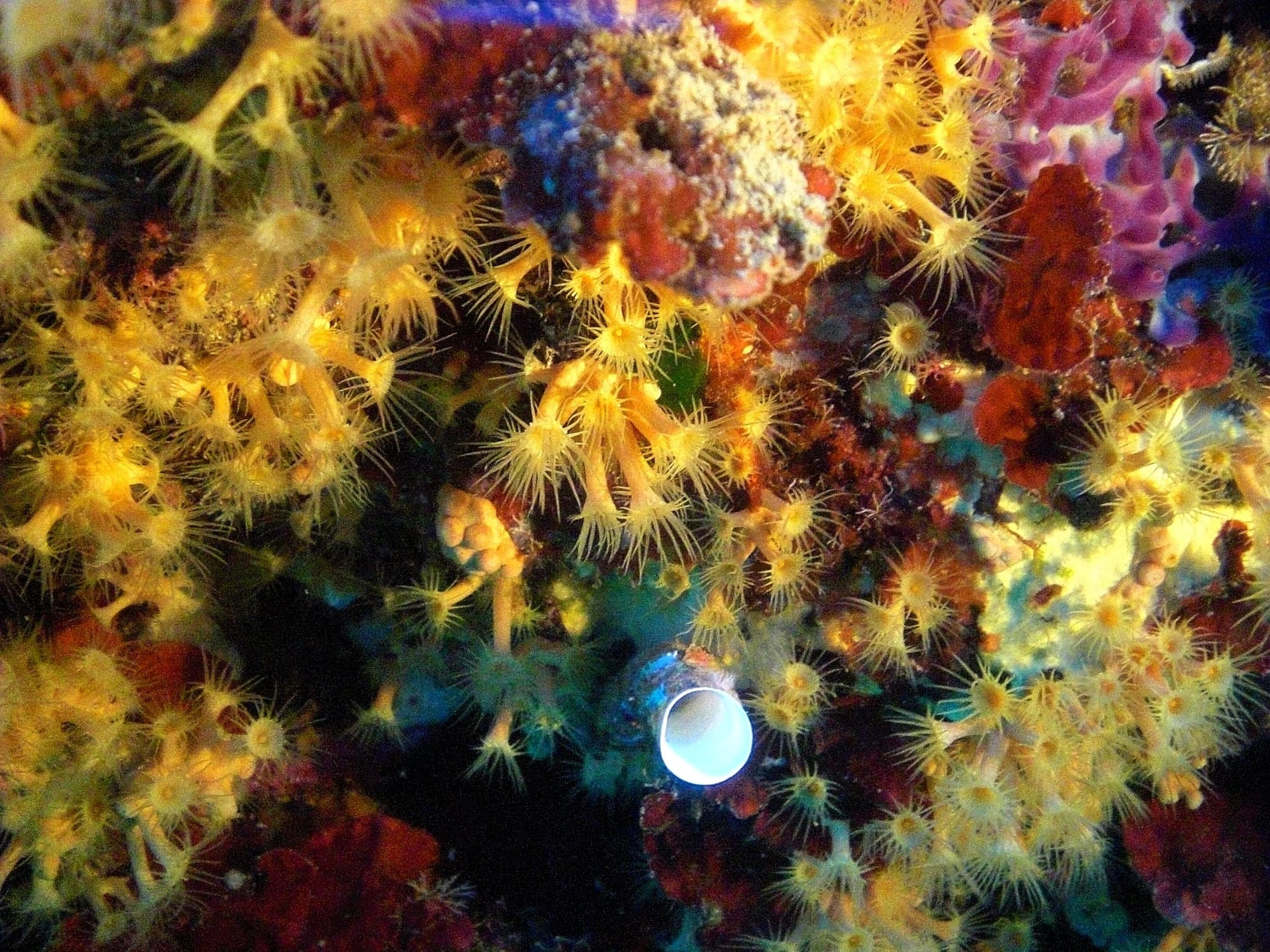fondale-elba-diving-sub-scogliera