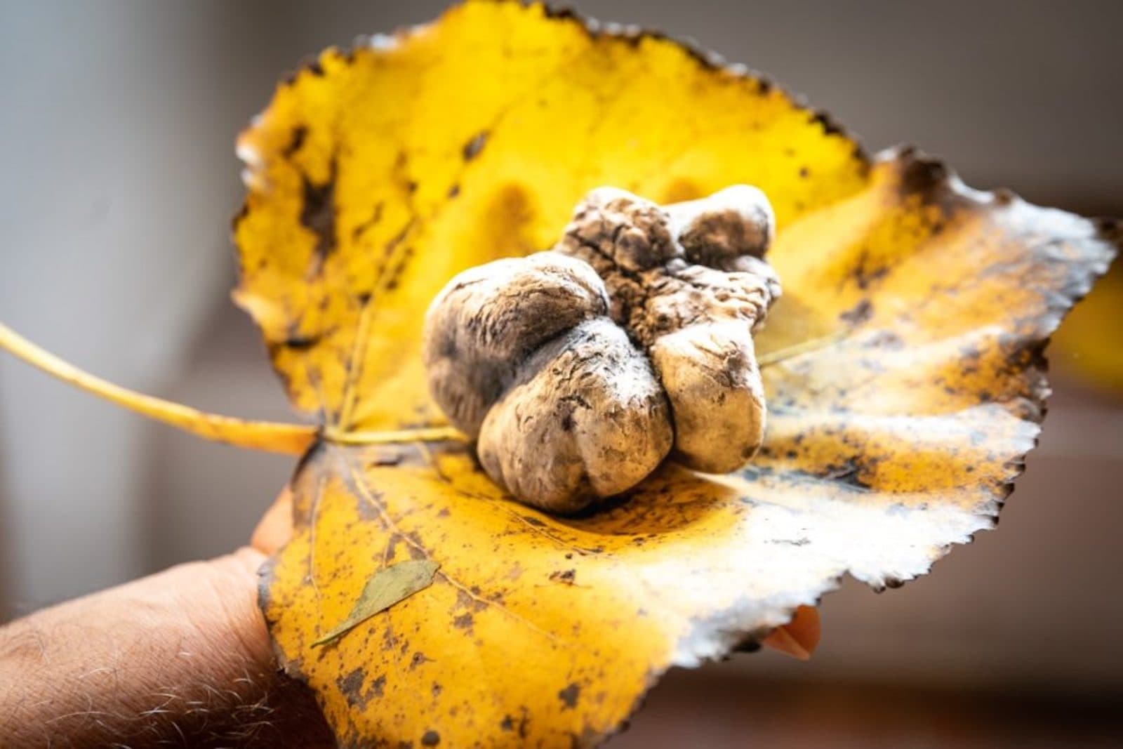 Tartufo della Val d'Orcia