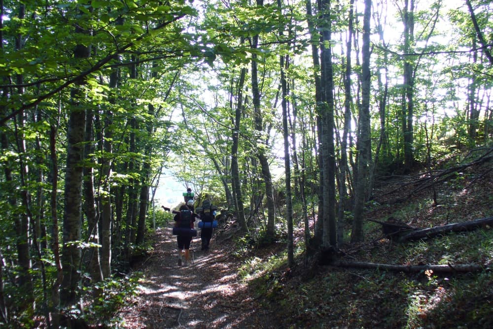 Trekking nei boschi