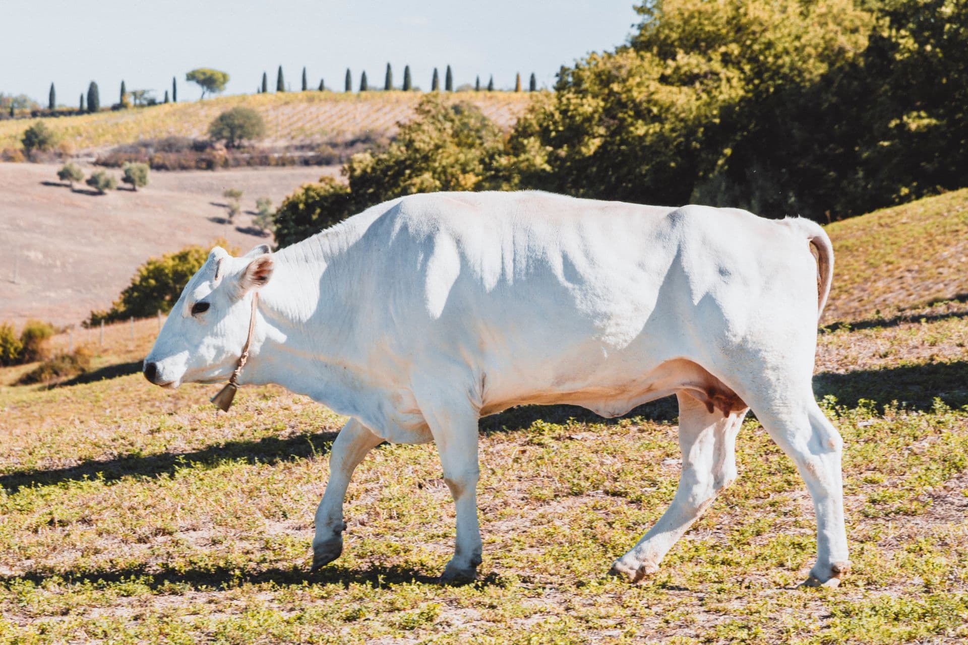 Percorso del Gigante Bianco in bicicletta