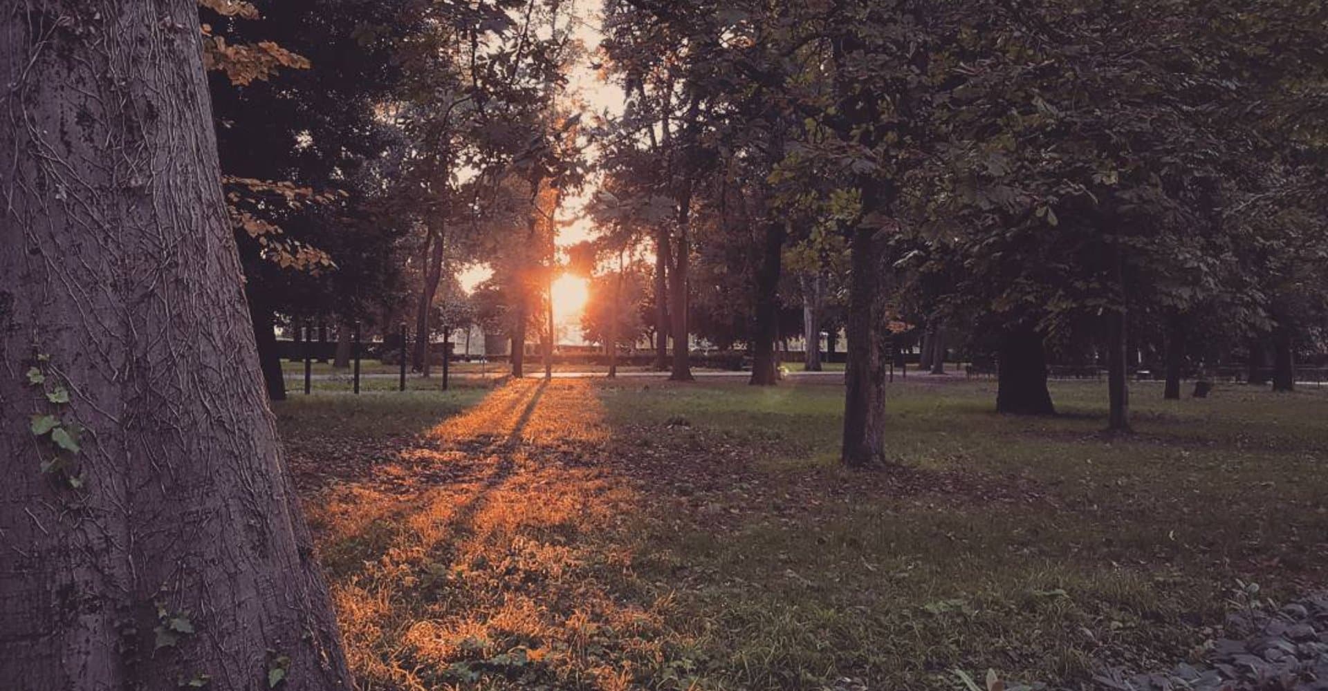 Puesta de sol entre los árboles del Parque delle Cascine