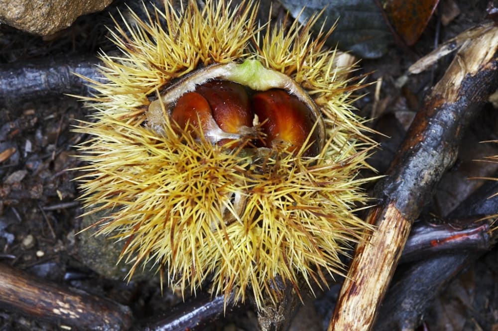 Castagne