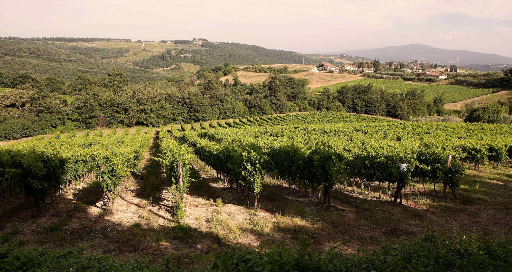 I vigneti della campagna di Montespertoli