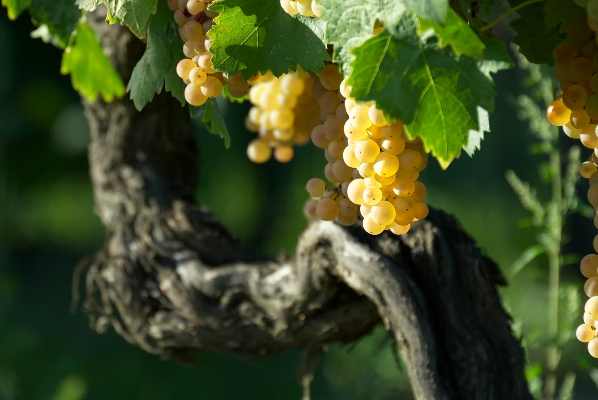 Grappolo di uva bianca per la Vernaccia di San Gimignano DOCG