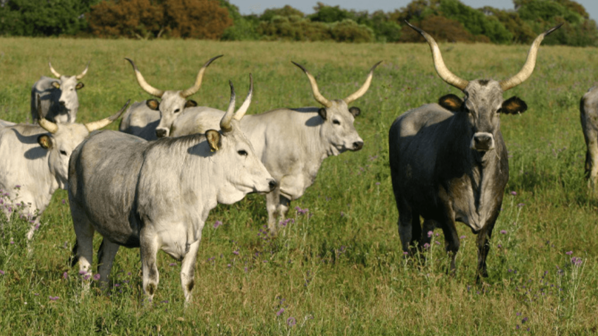 Parco della Maremma