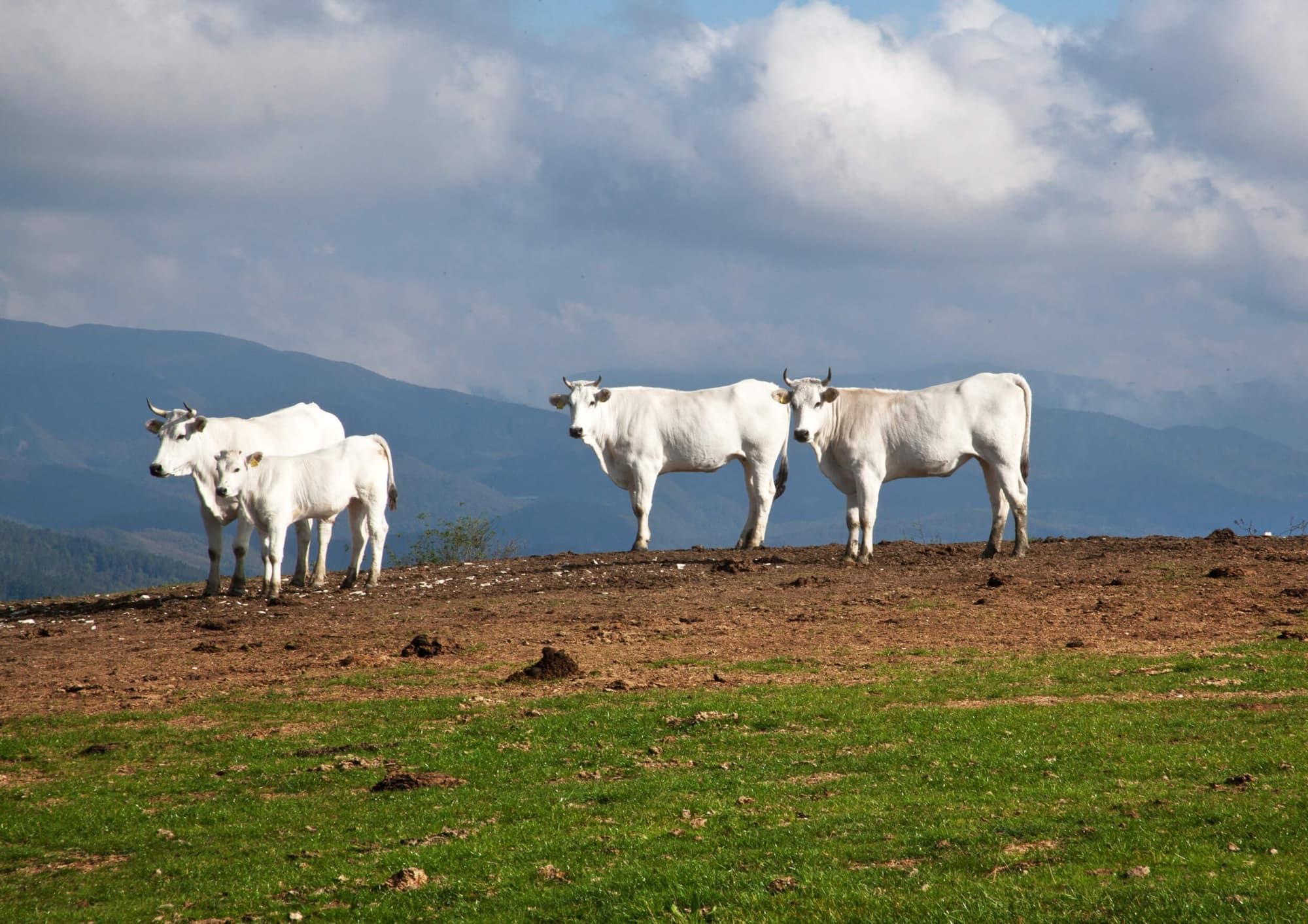 La race bovine indigène de Calvana