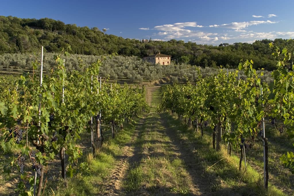 I vigneti della Toscana