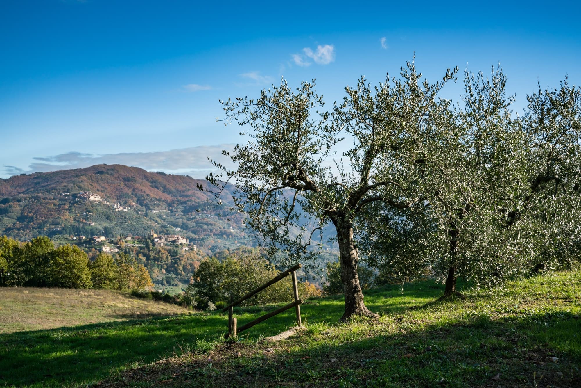 Olivares en Valdinievole