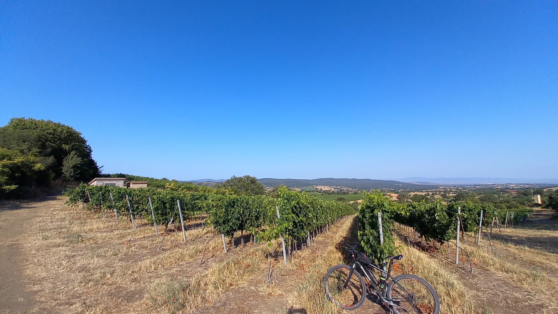 Scasano - Morellino vineyards in Mandorlaie