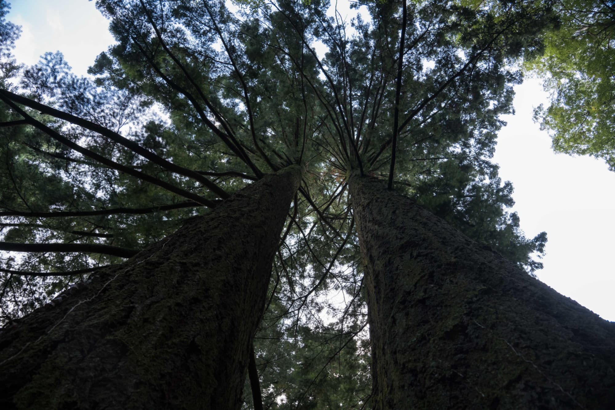 Les sapins de Douglas de la forêt de Vallombrosa