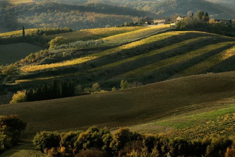 bucine