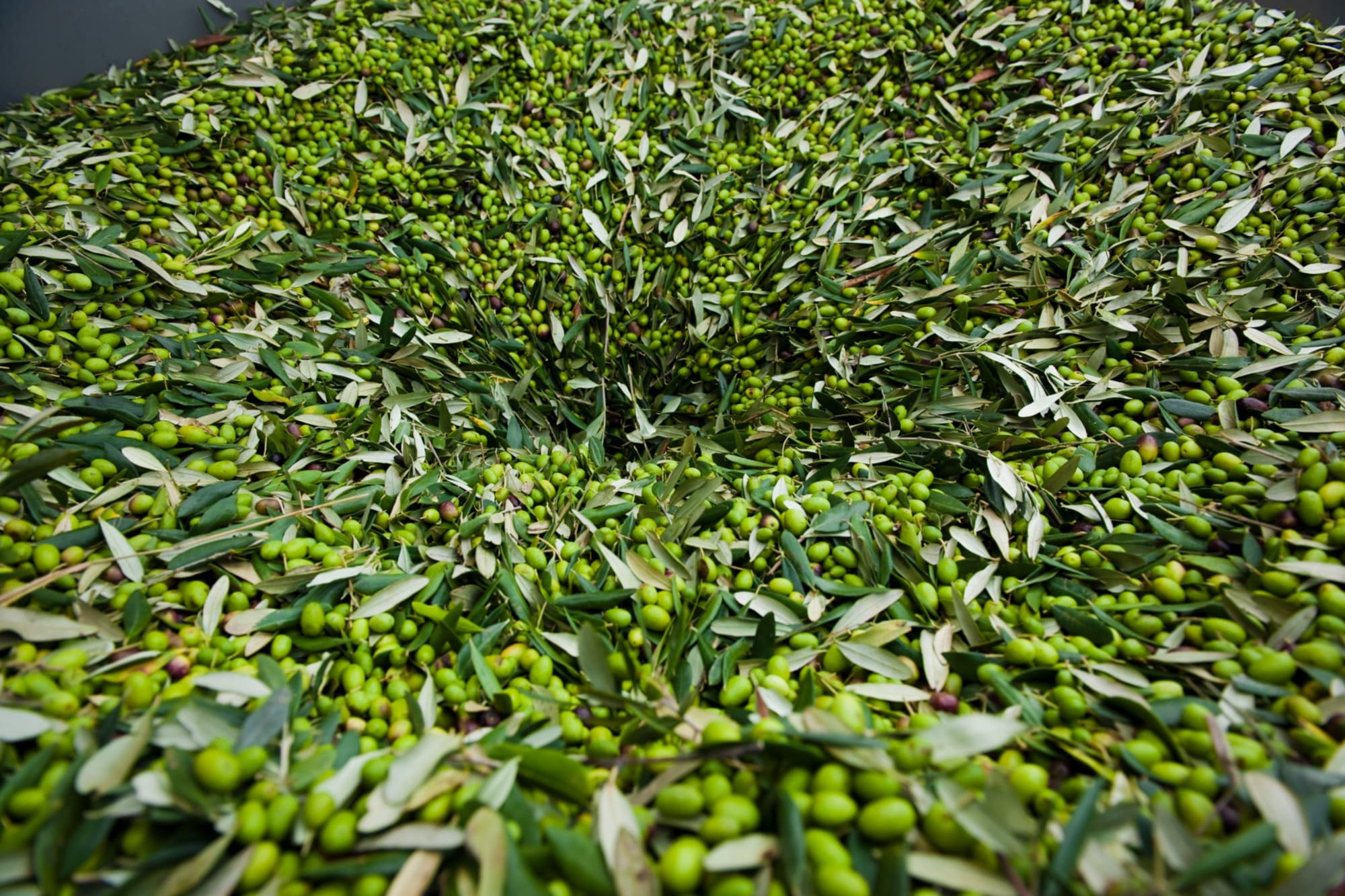 LAS ACEITUNAS QUE PRODUCEN EL ACEITE DE OLIVA TOSCANO IGP