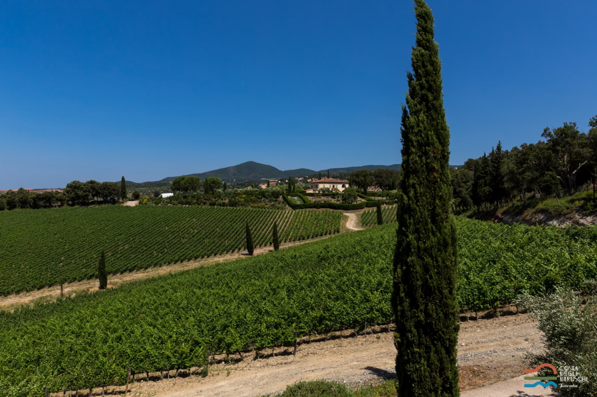 I vigneti nella Costa degli Etruschi