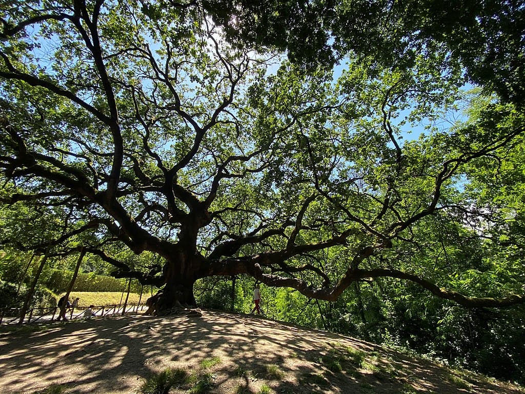 La Quercia delle Streghe