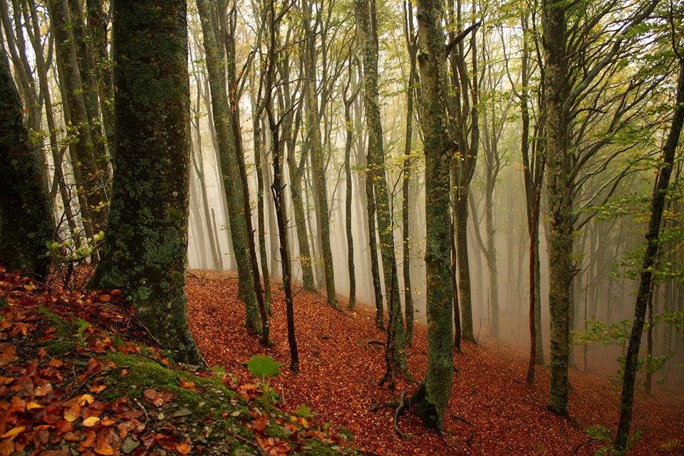 bosco-fatato-foreste-casentinesi_wp7_17999.jpg