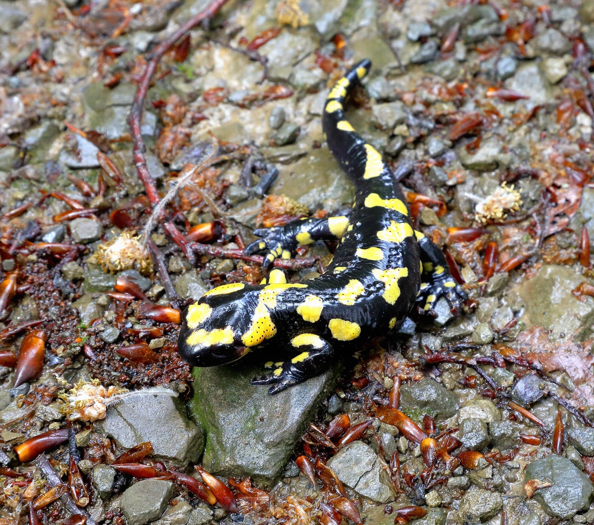 Salamandra en Luogomano