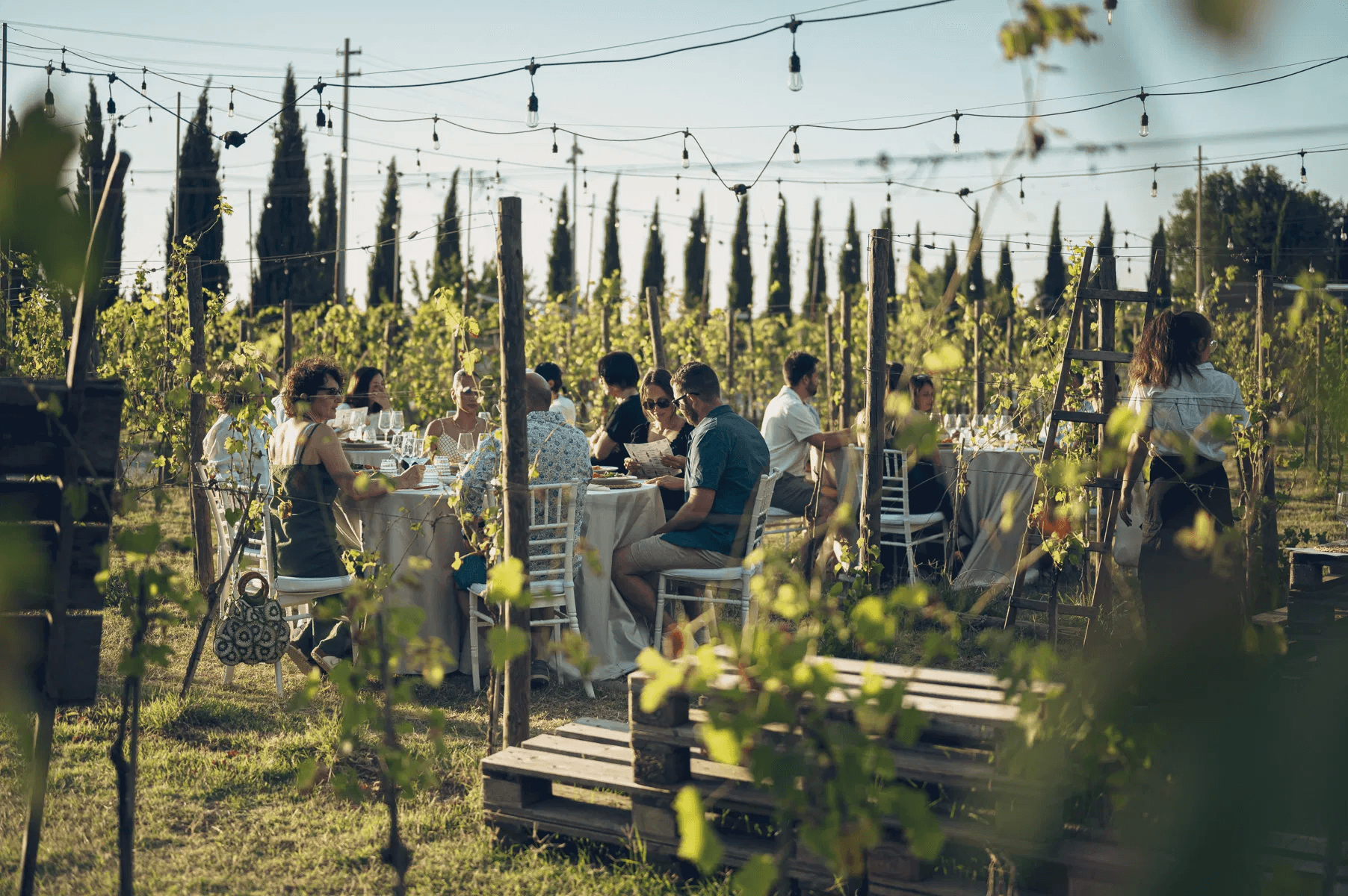 Dinner among the vines
