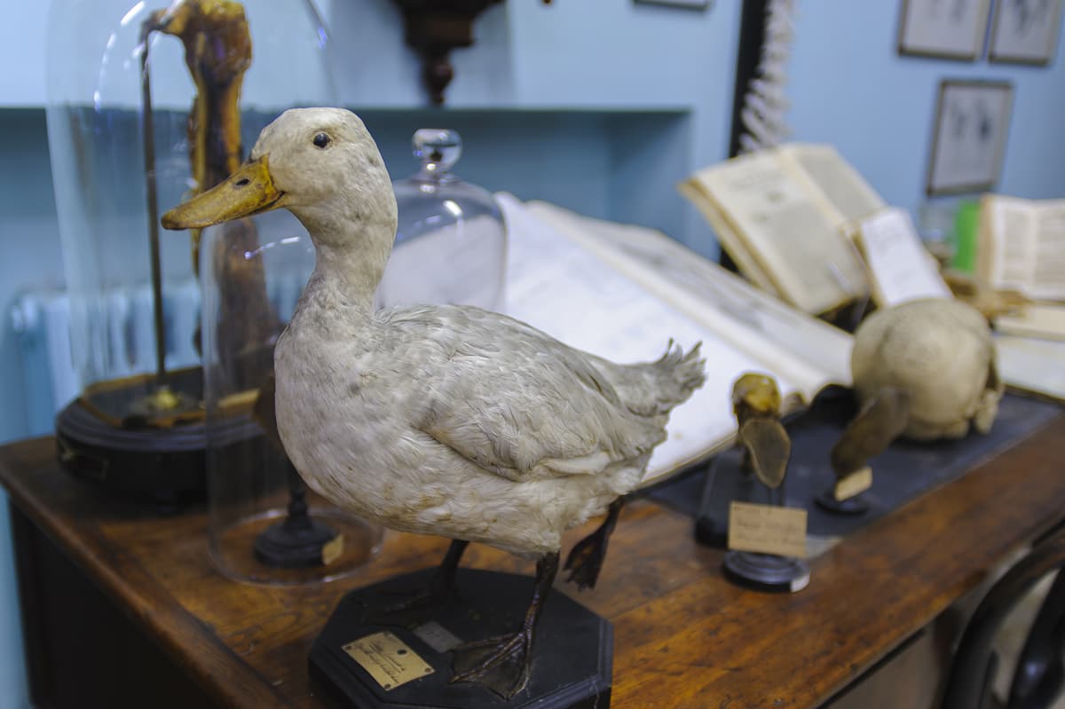museo anatomico Pisa