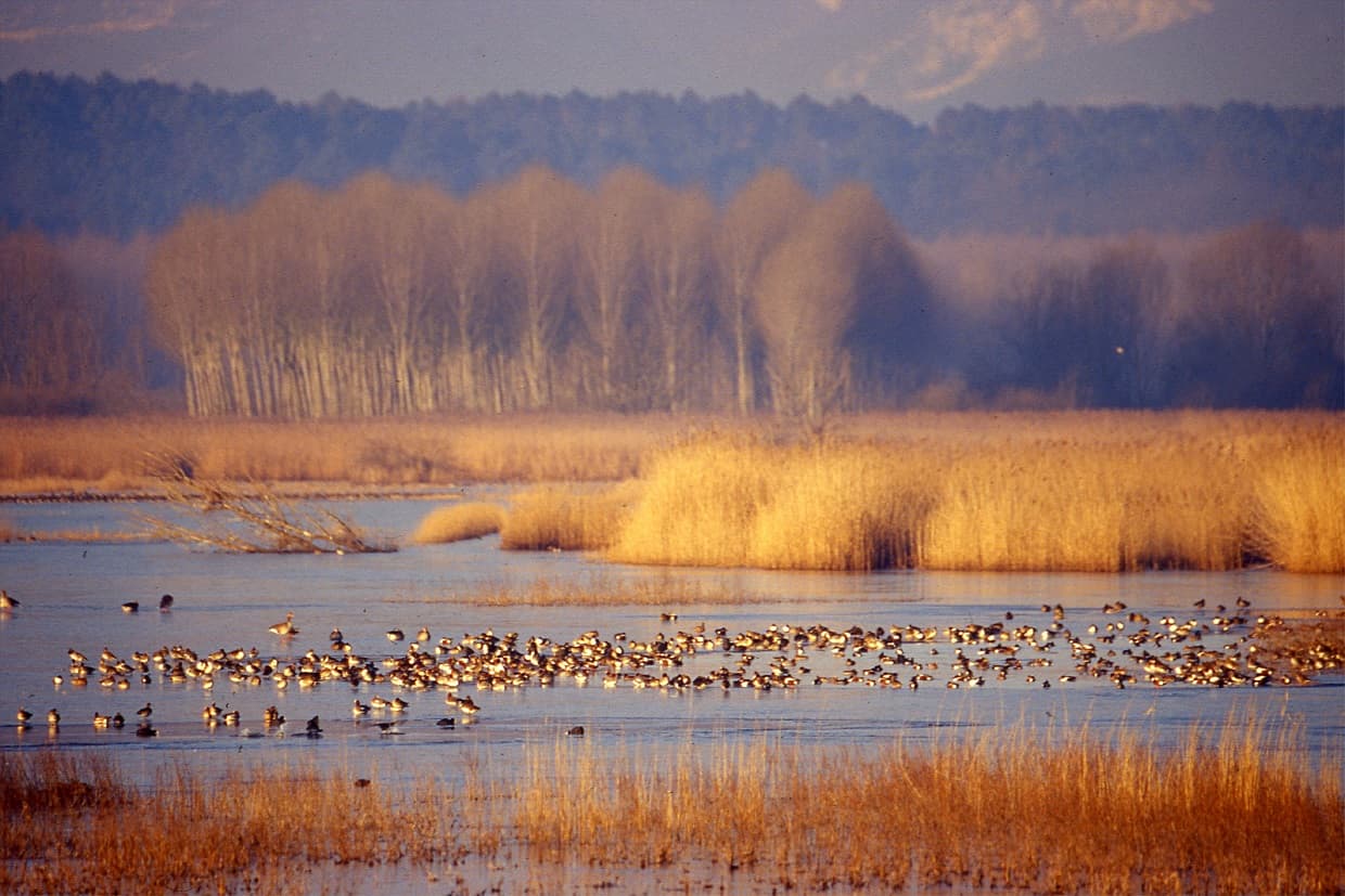 Riserva Naturale del Padule di Fucecchio - Le Morette