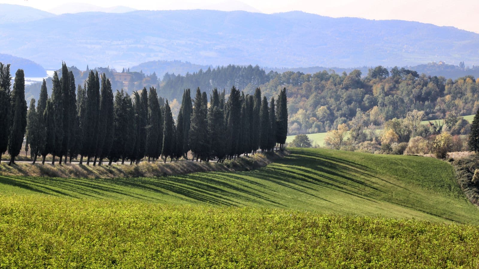 Cypresses, Galliano