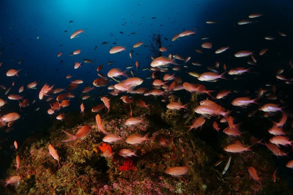 diving-elba