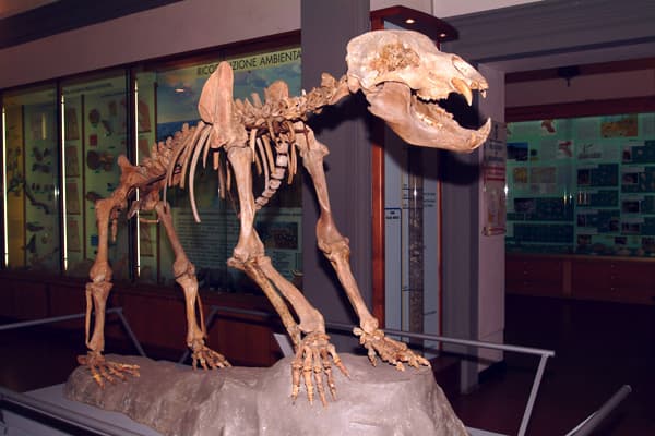 museo-paleontologia-empoli