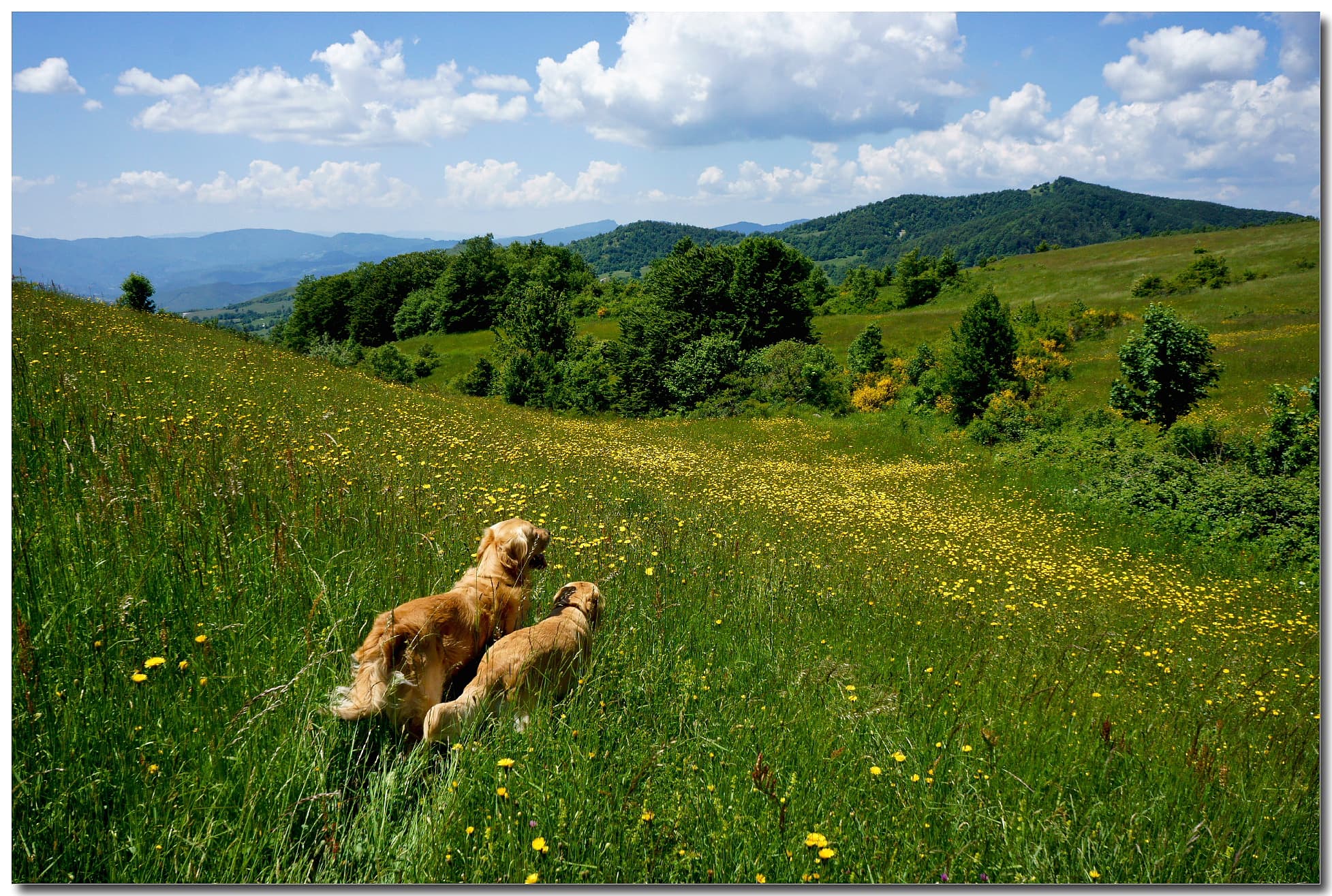 alpe-della-luna-dogs_wp7_17655.jpg