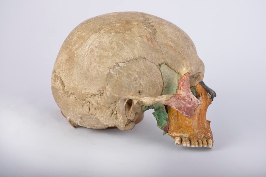 Museo di Anatomia Umana “Filippo Civinini” di Pisa