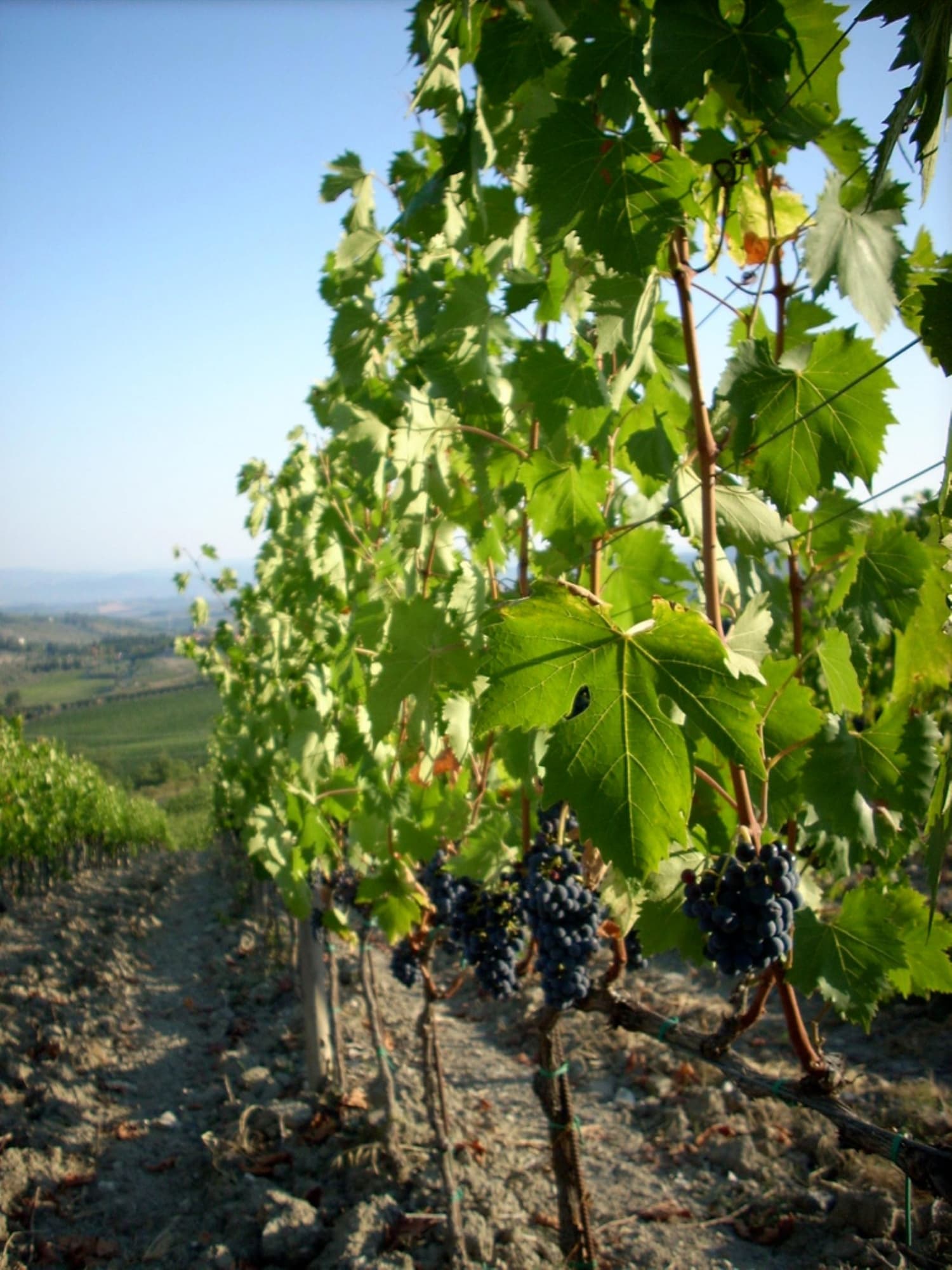 vigne-sangiovese1.jpg