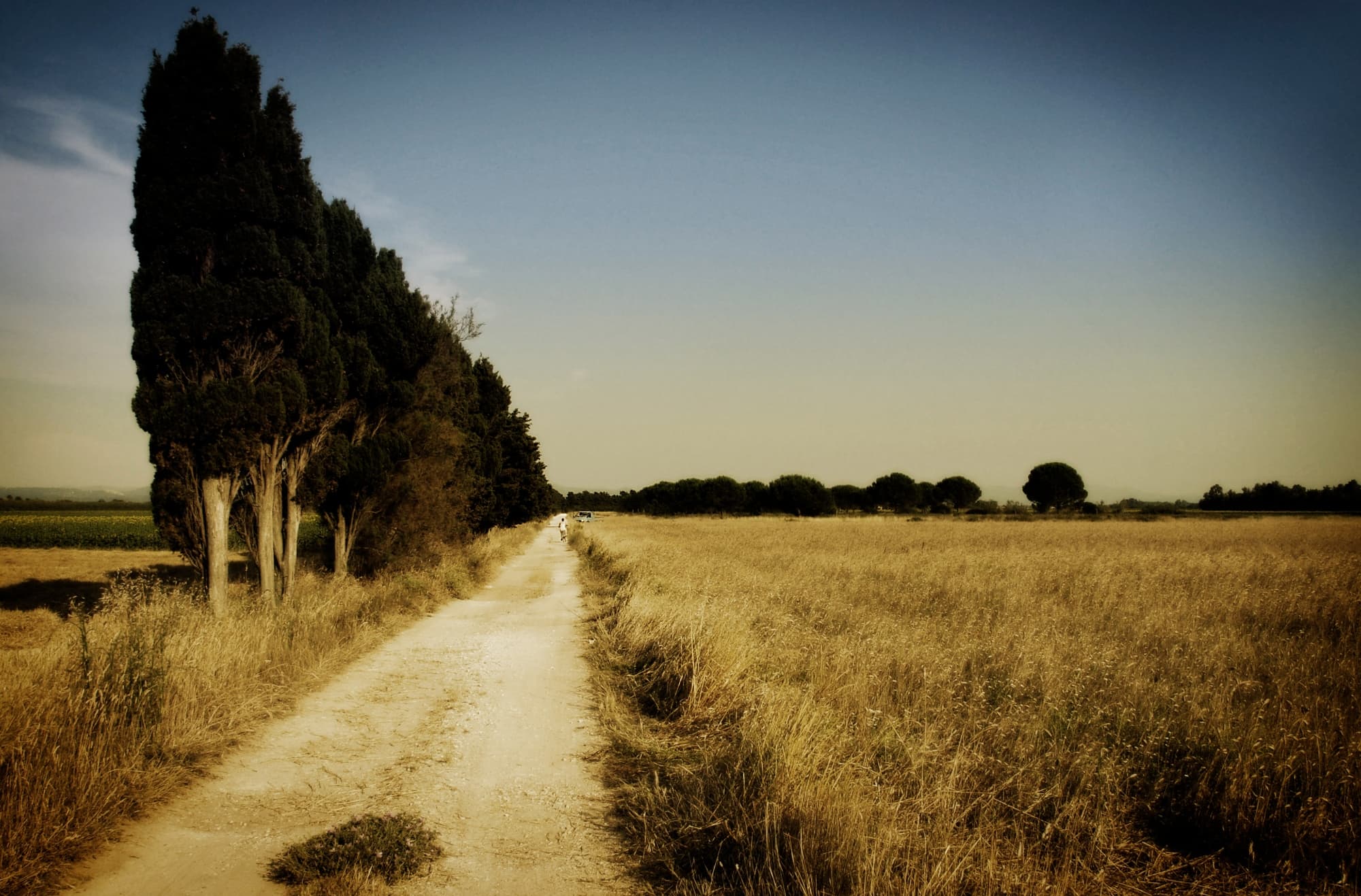 cecina-campi