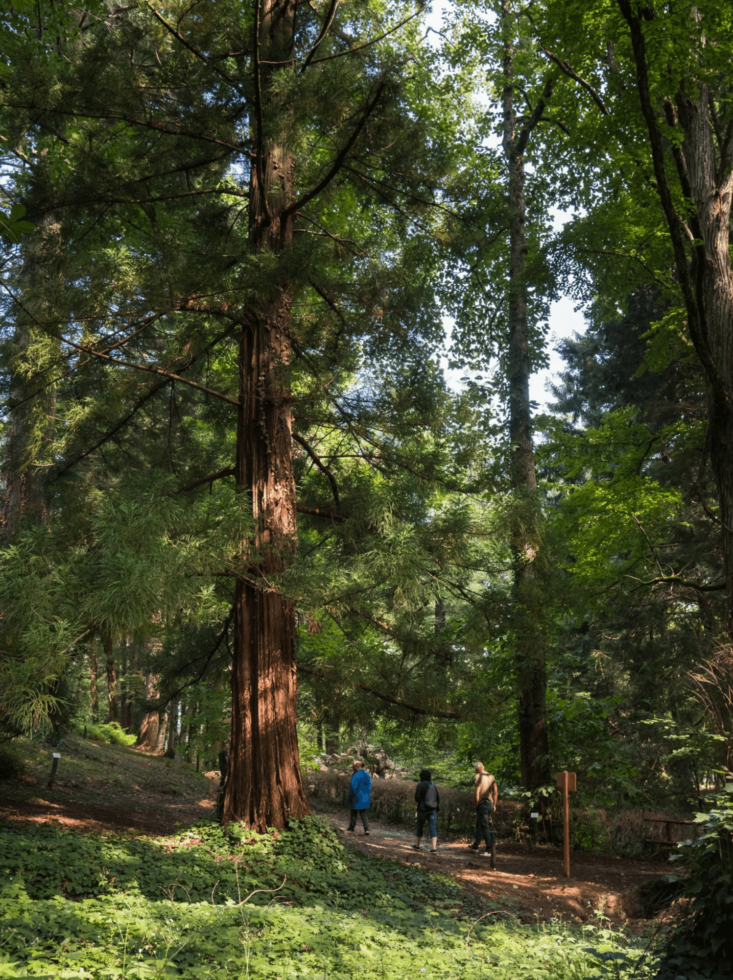 Los Arboretos Experimentales de Vallombrosa