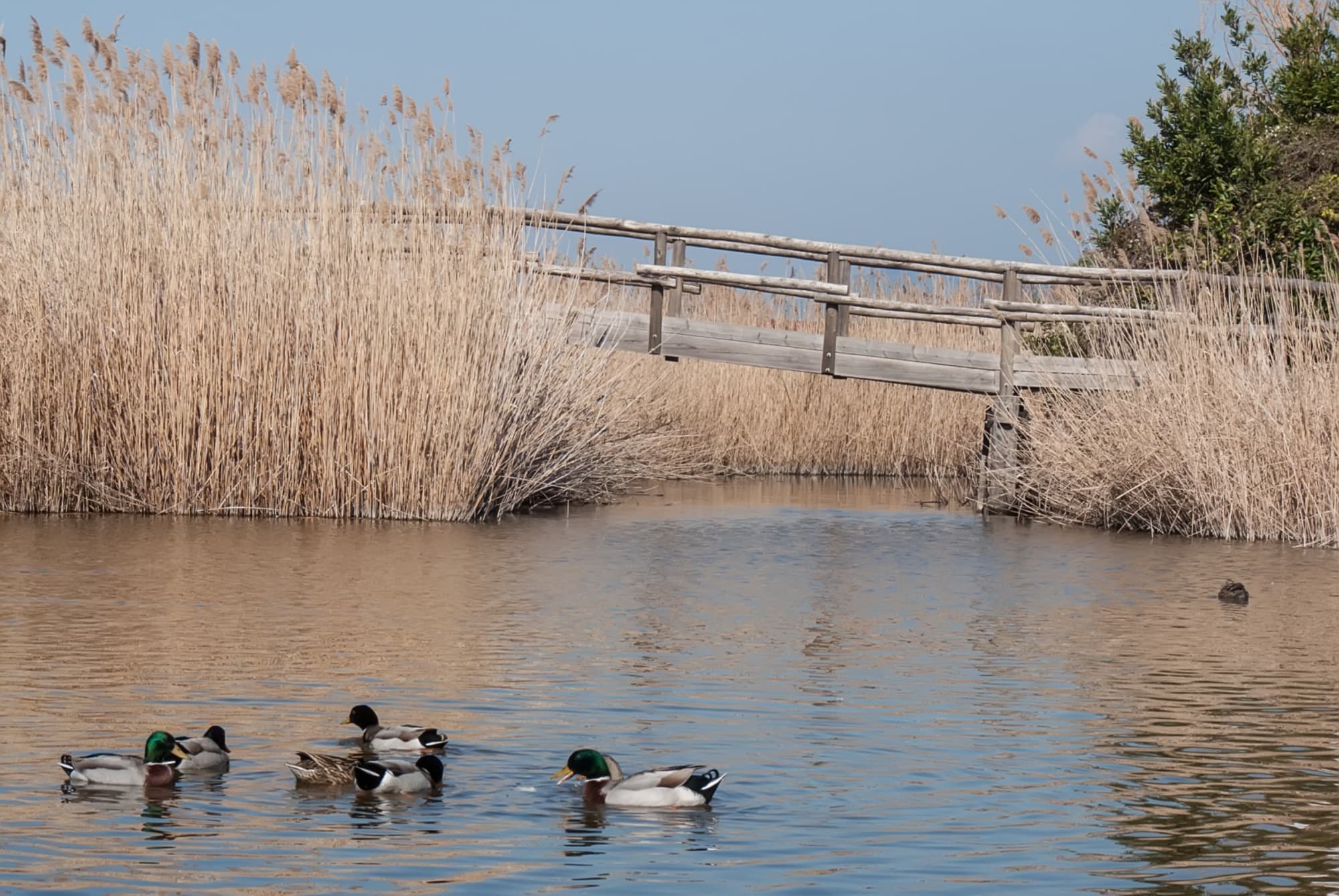 Germani reali sul Lago di Massaciuccoli
