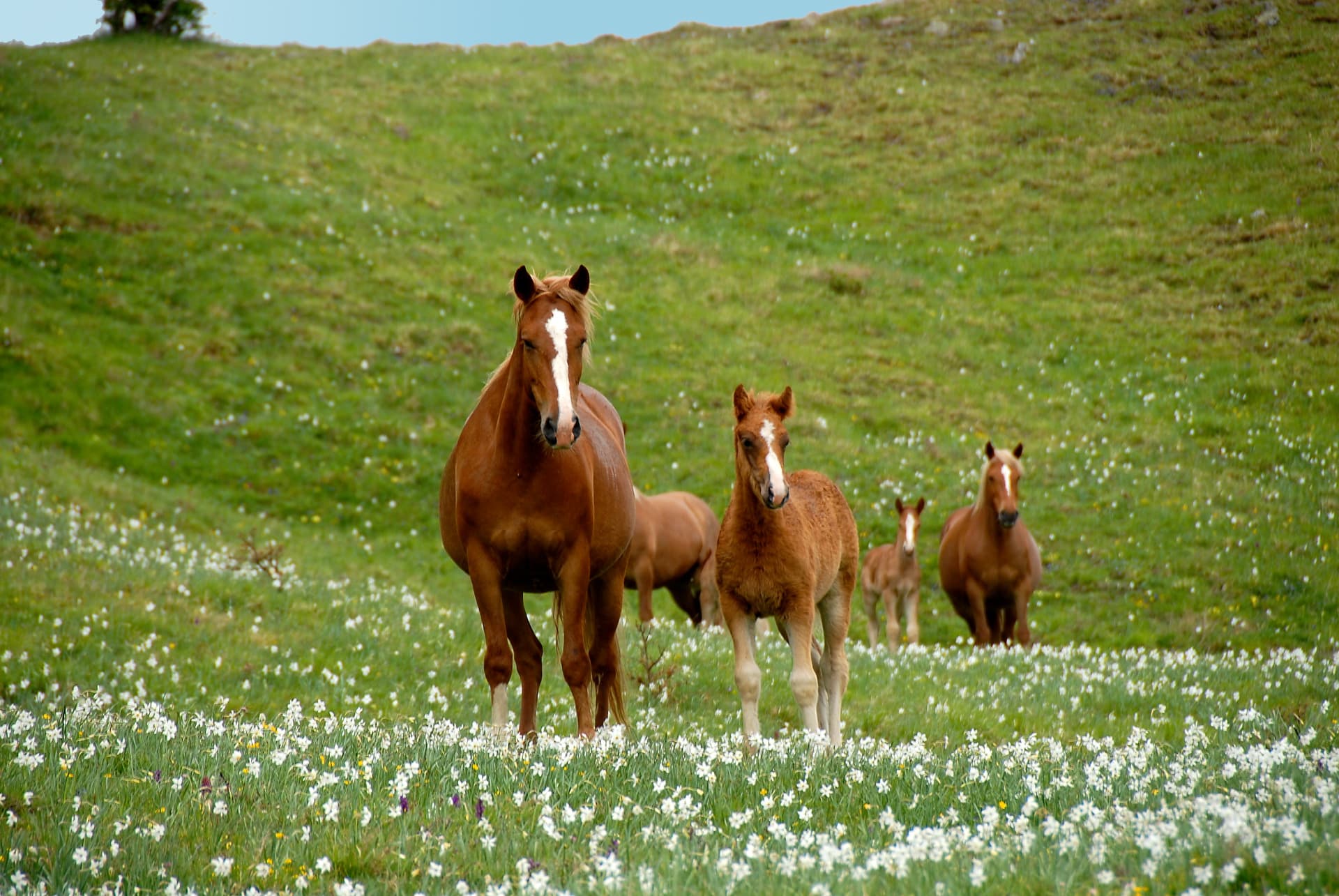 The Camporaghena meadows