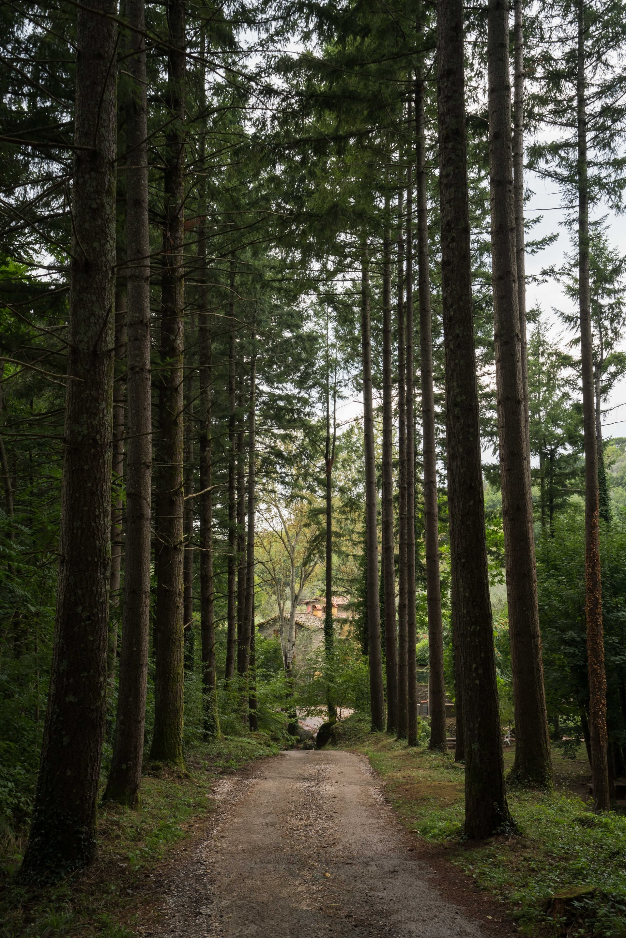 La Foresta di Sant'Antonio