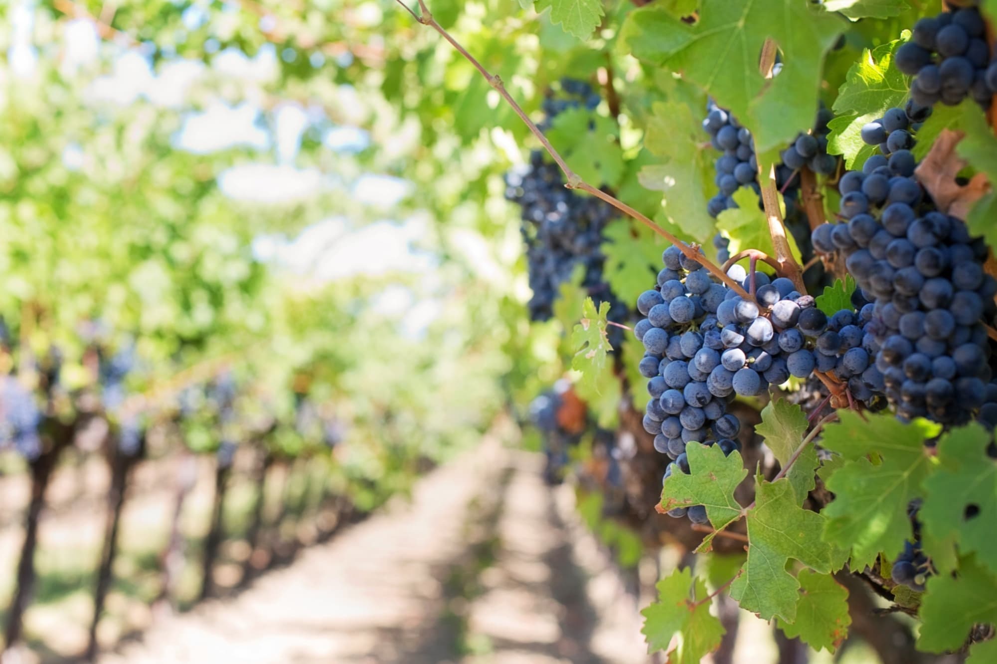 Racimos de uvas negras maduras en un viñedo soleado