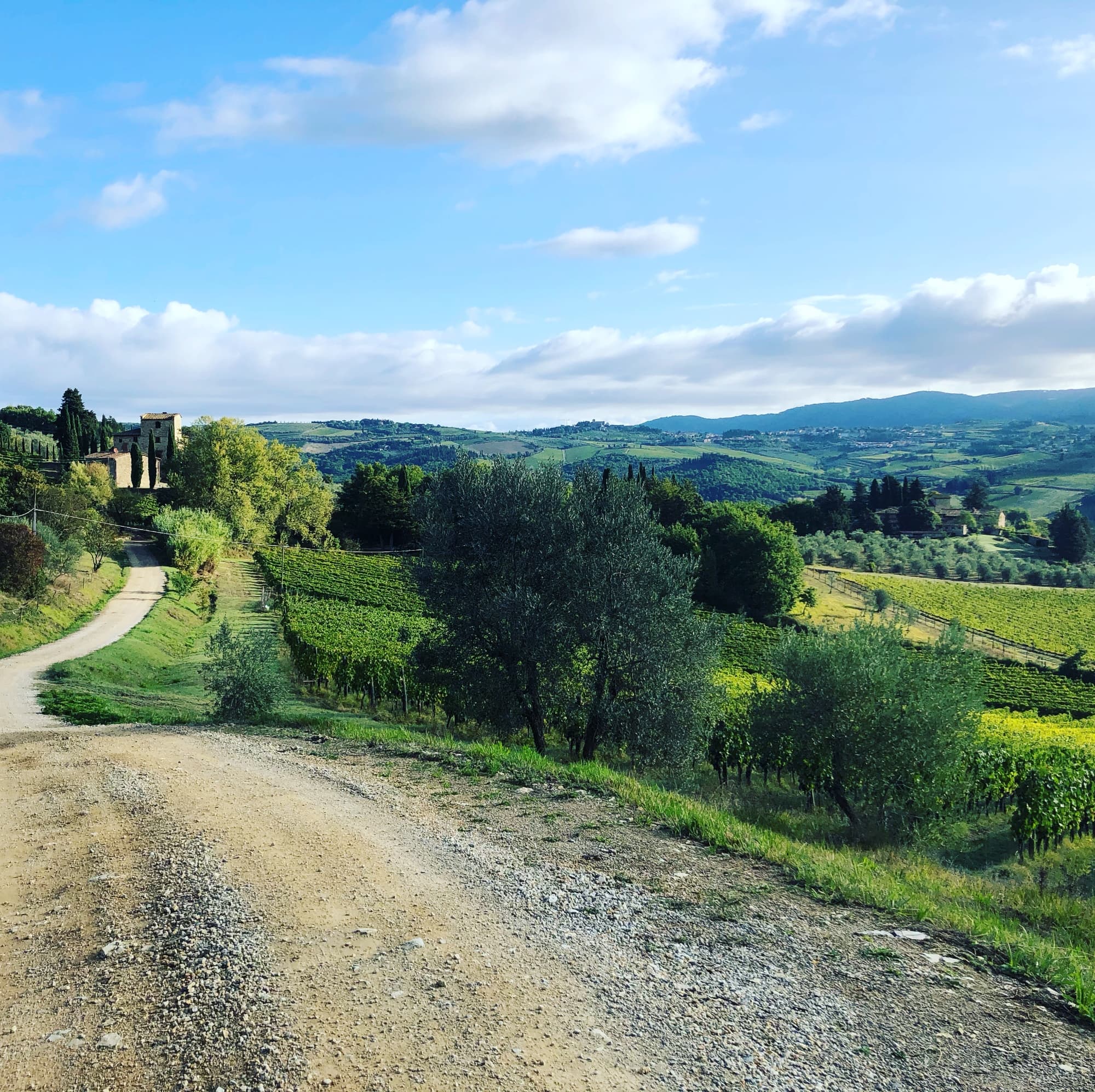 Trekking nel Chianti Classico tra vigneti e oliveti con degustazione di vini