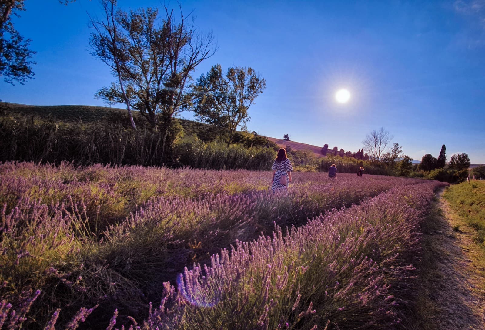 campi di lavanda