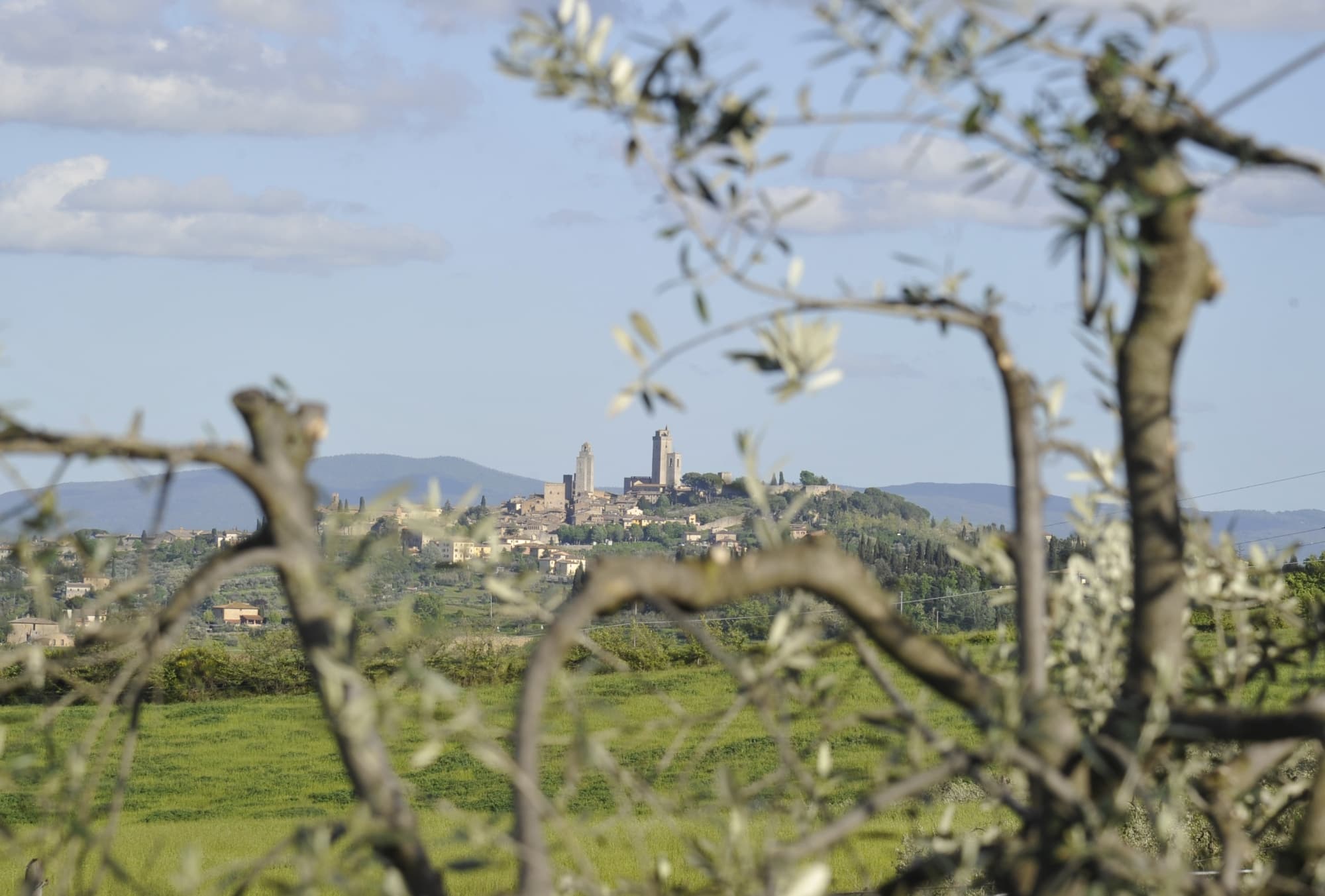 Panoramablick auf San Gimignano mit seinen Türmen, aufgenommen zwischen den Ästen eines Olivenbaums und umgeben von den Hügeln