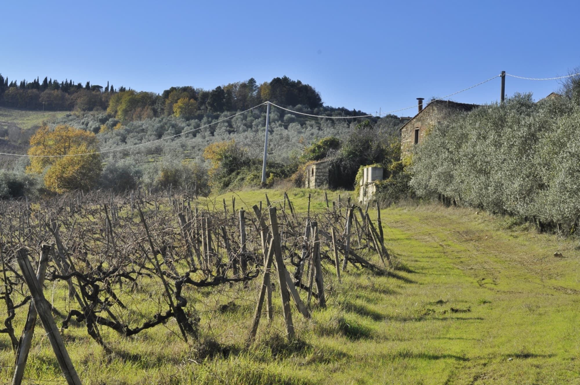 Chianti-Weinberge