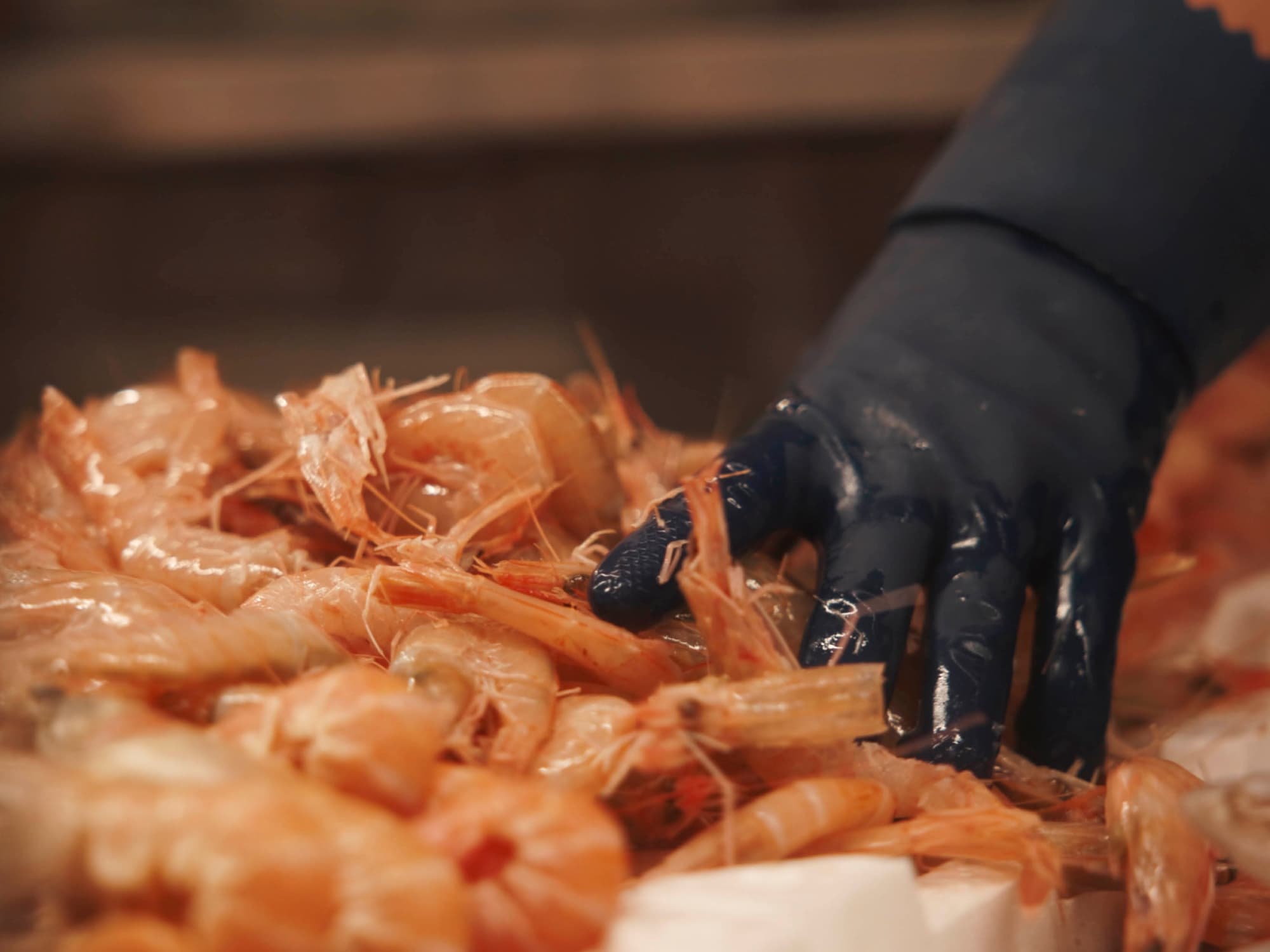 Il pesce al MeQ di Follonica