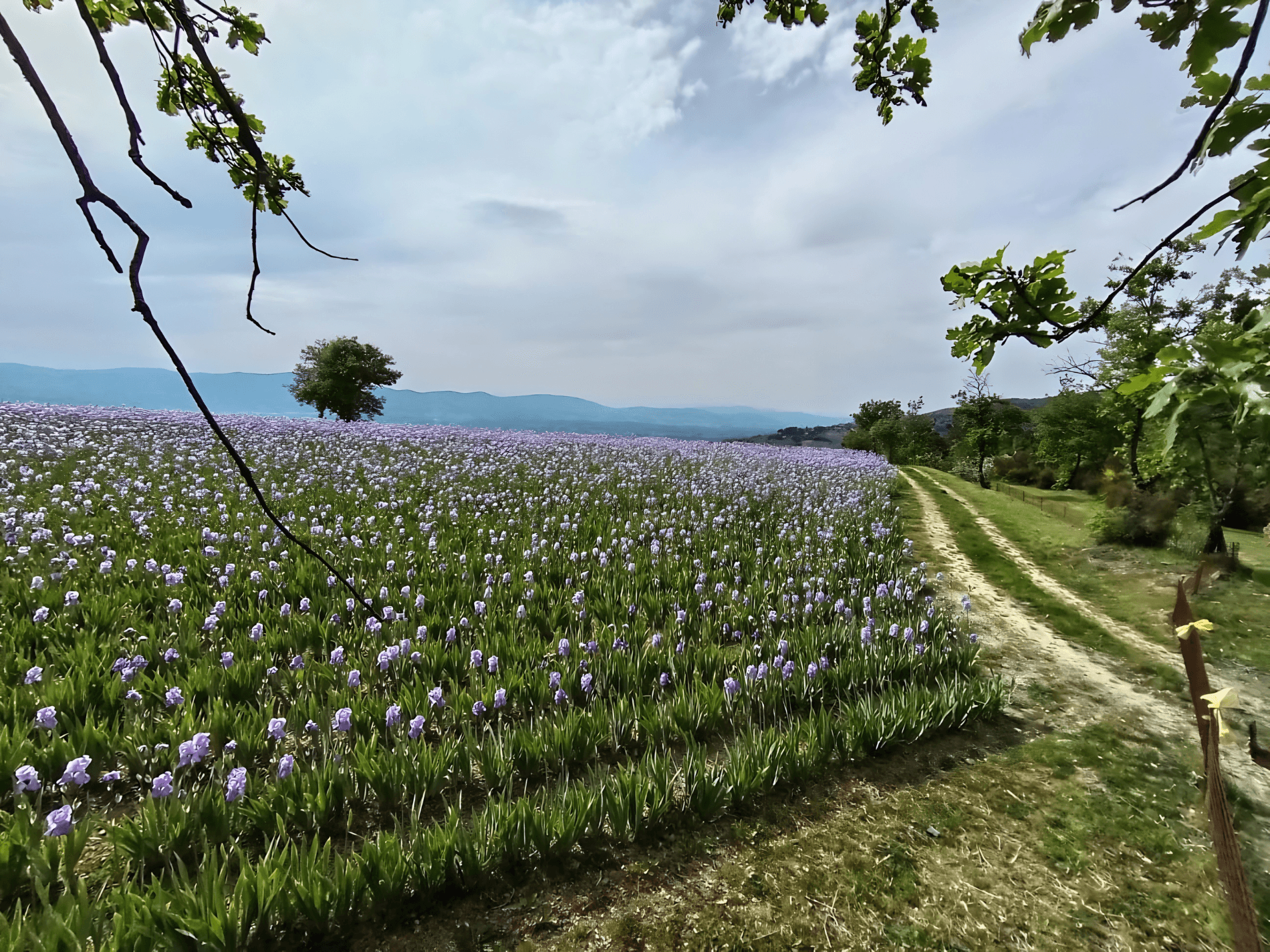 Iris en fleurs